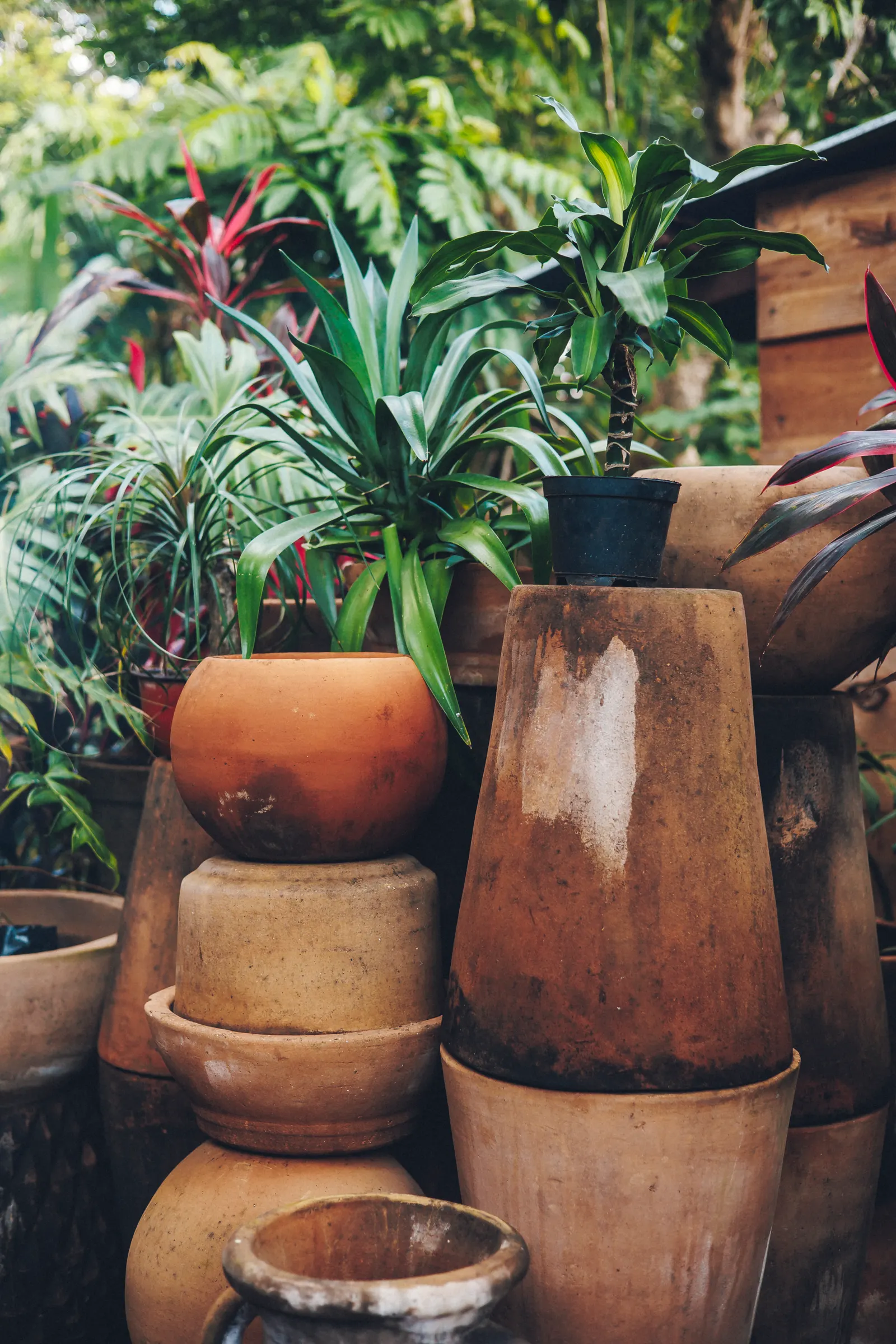 Macetas y plantas seleccionadas en vivero