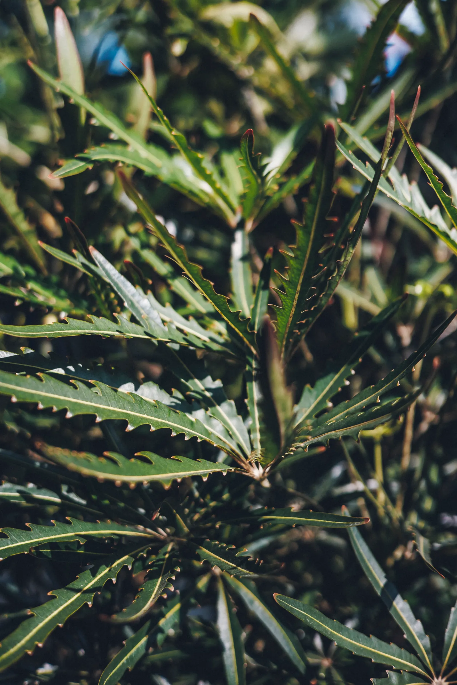 Plants